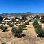 The Olive House * Márpissa
